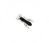 Termite Proof Doors